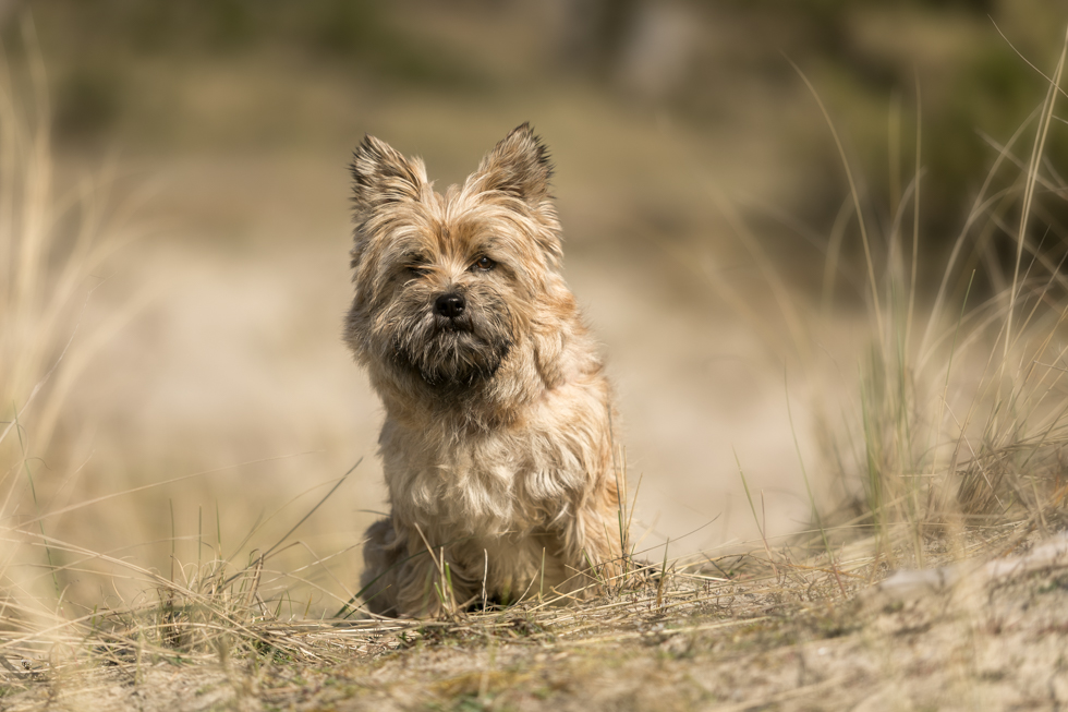 Pippa cairn terrier in de duinen callantsoog canon5DMarkIV