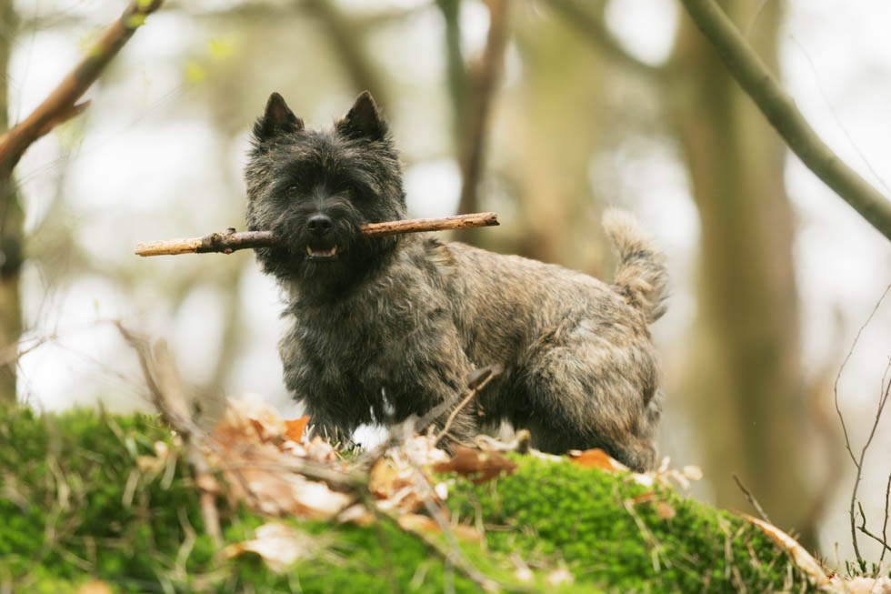 Cairn terrier Bjorne gefotografeert in het bos