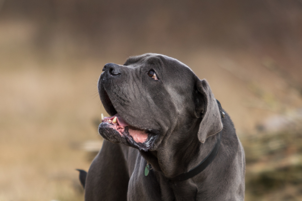 Cane Corso Hondenfotografie Cani Amici