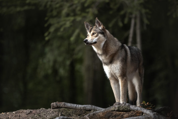 hondenportret van een tamaskan in natuurlijk licht