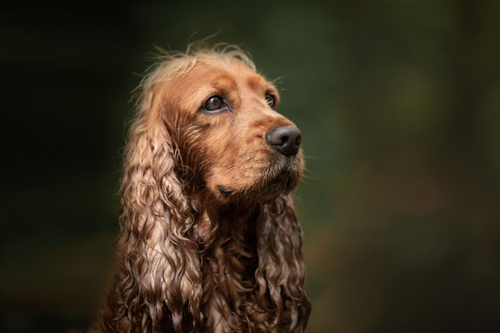 Hondenportret fotografie door Wilma Fotografeert met Natuurlijk Licht