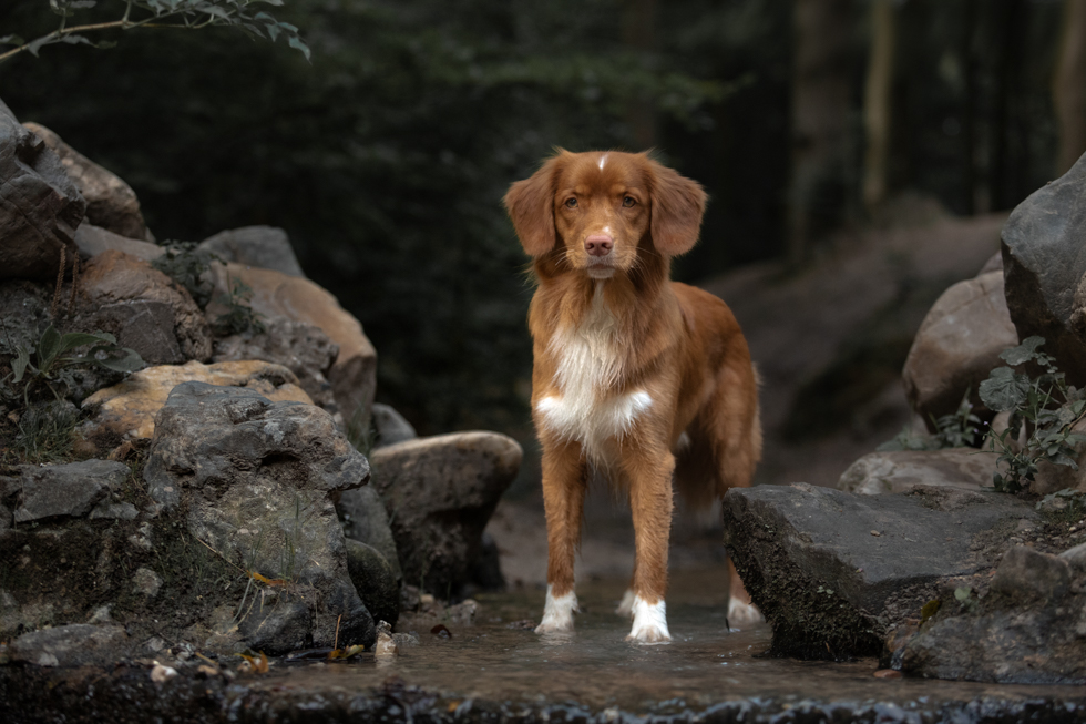 Sfeervol hondenportret Fotoshoot hond nova scotia duck toller in de natuur met natuurlijk licht