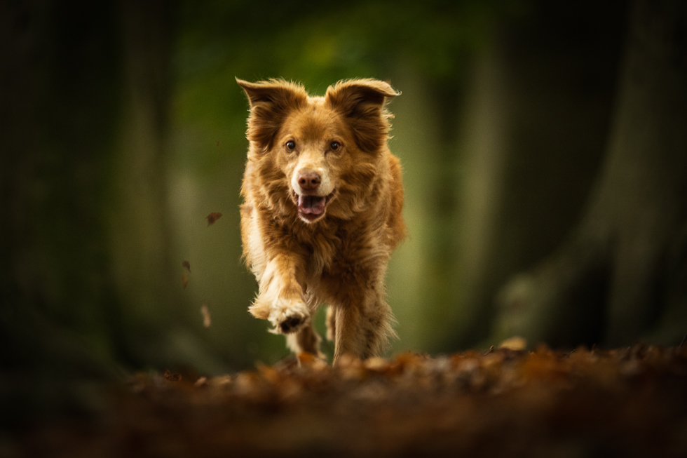 Aika haar vacht kleurt matcht met de ondergrond van herfstbladeren