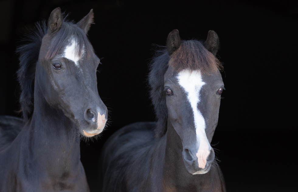 natuurlijk licht fotografie pony's in schuuropening lowkey fotografie